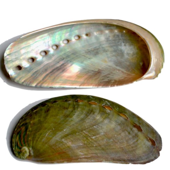 Abalone Shell Earrings - Picture 7 of 7